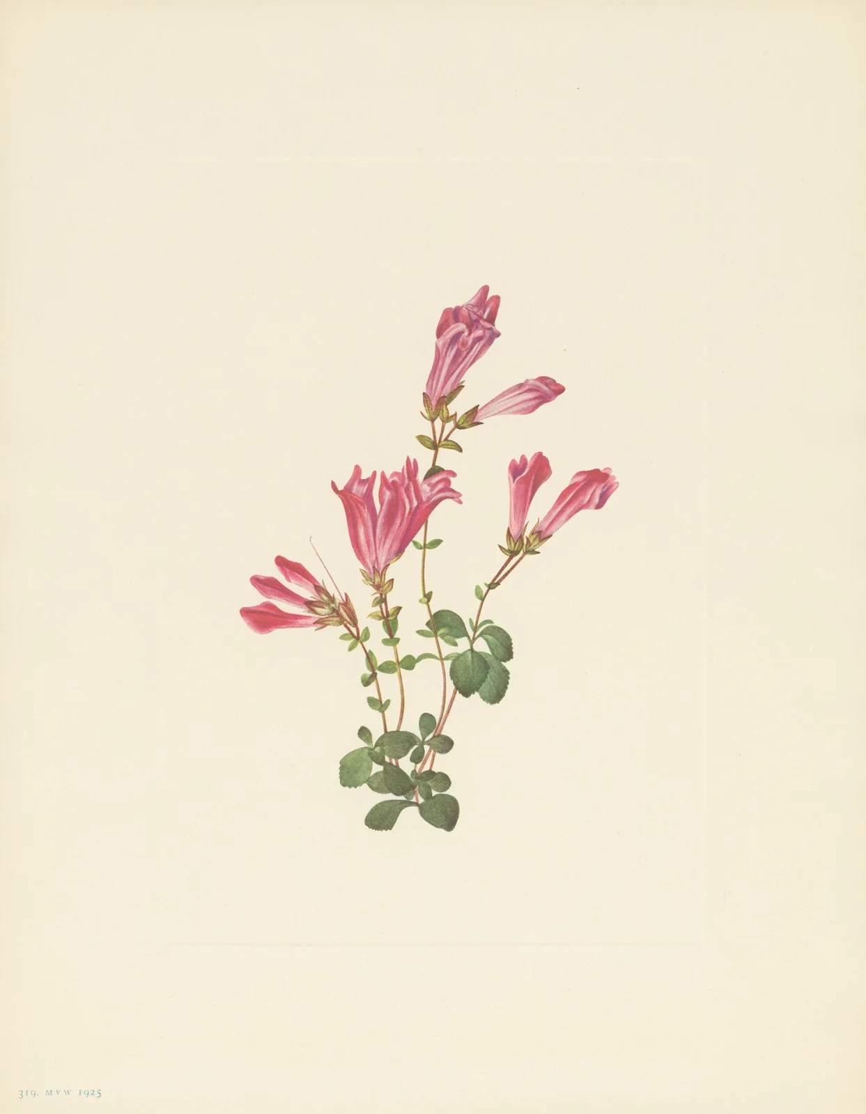 Menzies Pentstemon (Pentstemon menziesii) av Mary Vaux Walcott