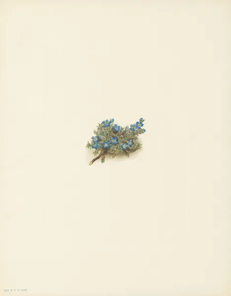Moss Forget-me-not (Eritrichum elongatum) av Mary Vaux Walcott