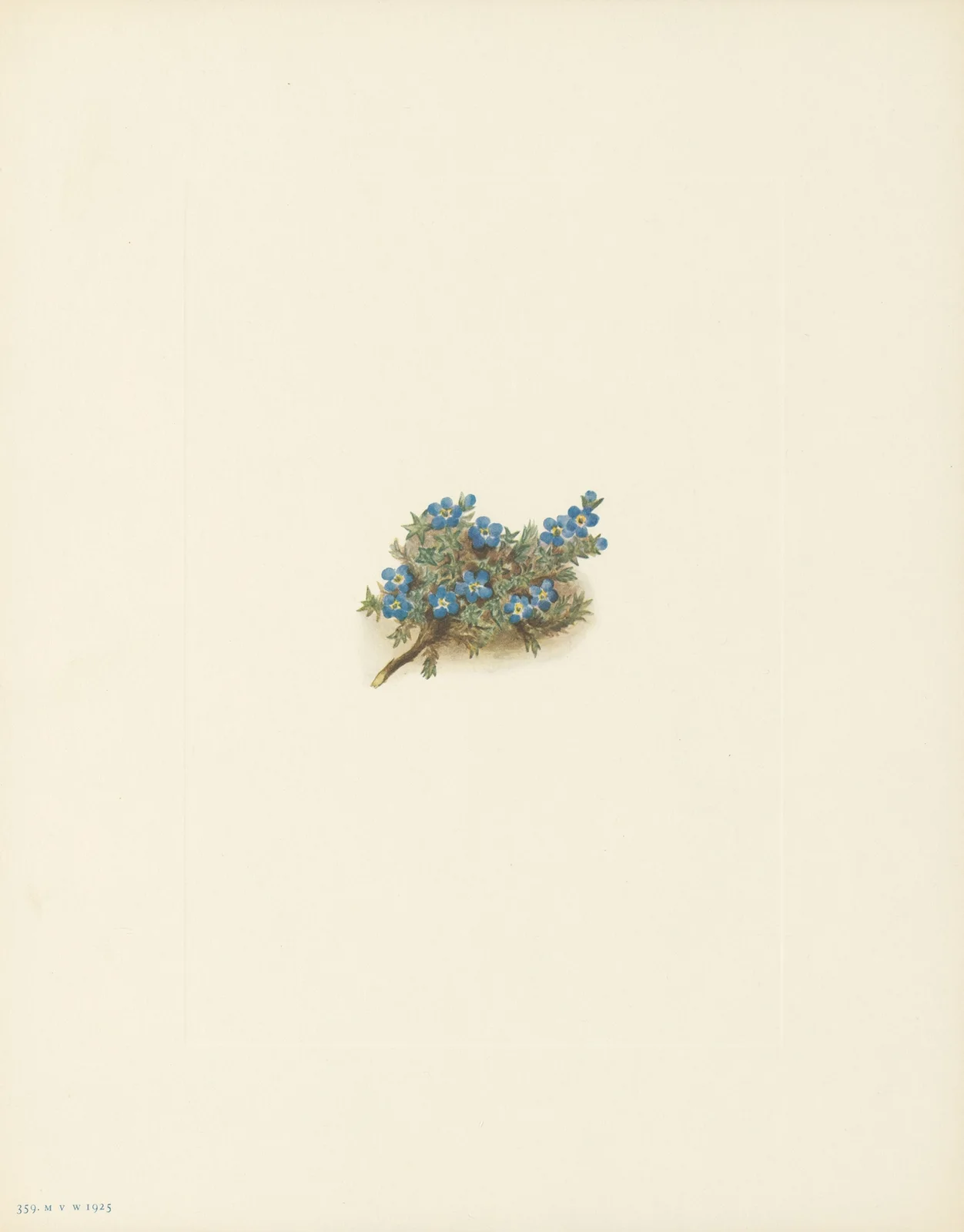 Moss Forget-me-not (Eritrichum elongatum) av Mary Vaux Walcott