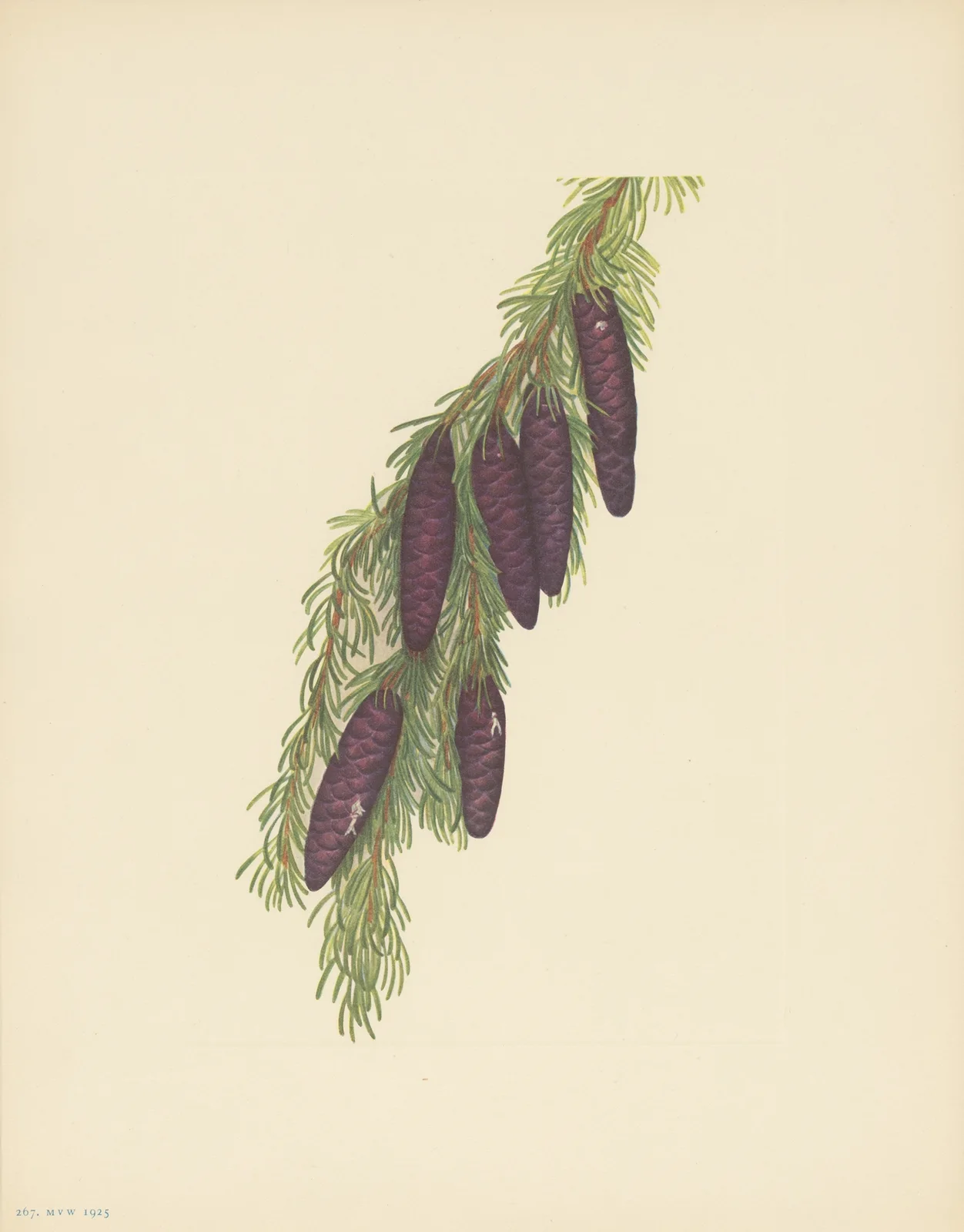 Mountain Hemlock (Tsuga mertensiana) av Mary Vaux Walcott
