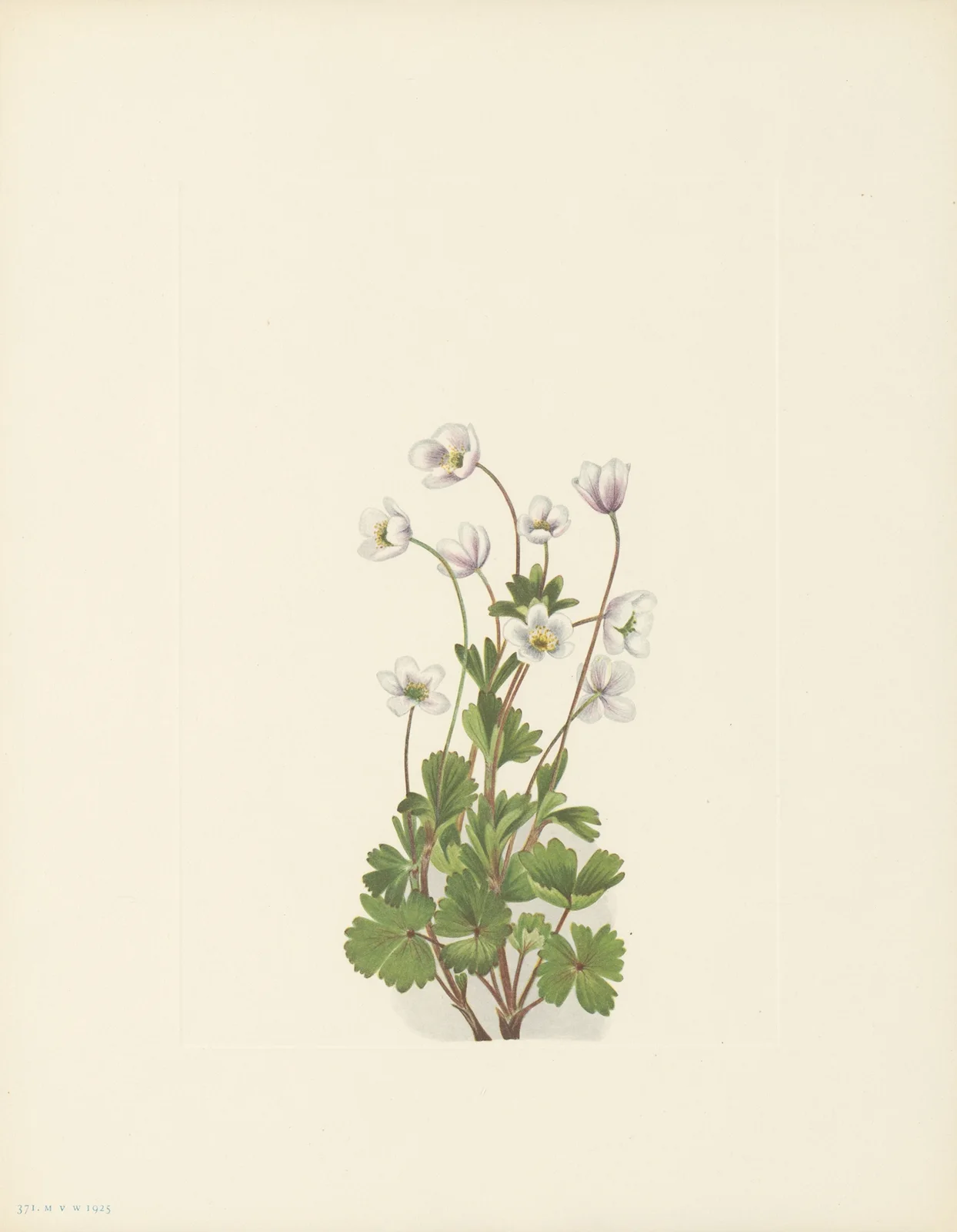 Northern Anemone (Anemone parviflora) av Mary Vaux Walcott