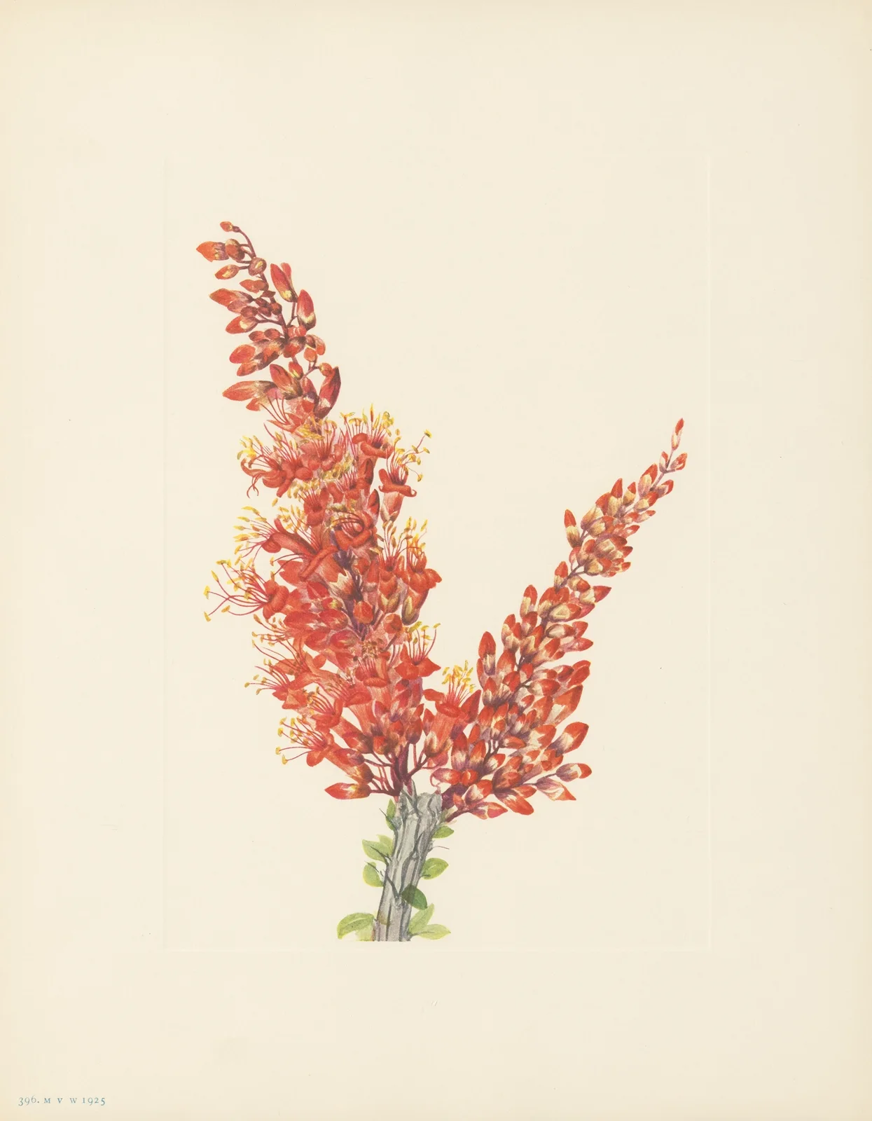 Ocotillo (Fouquieria splendens) av Mary Vaux Walcott