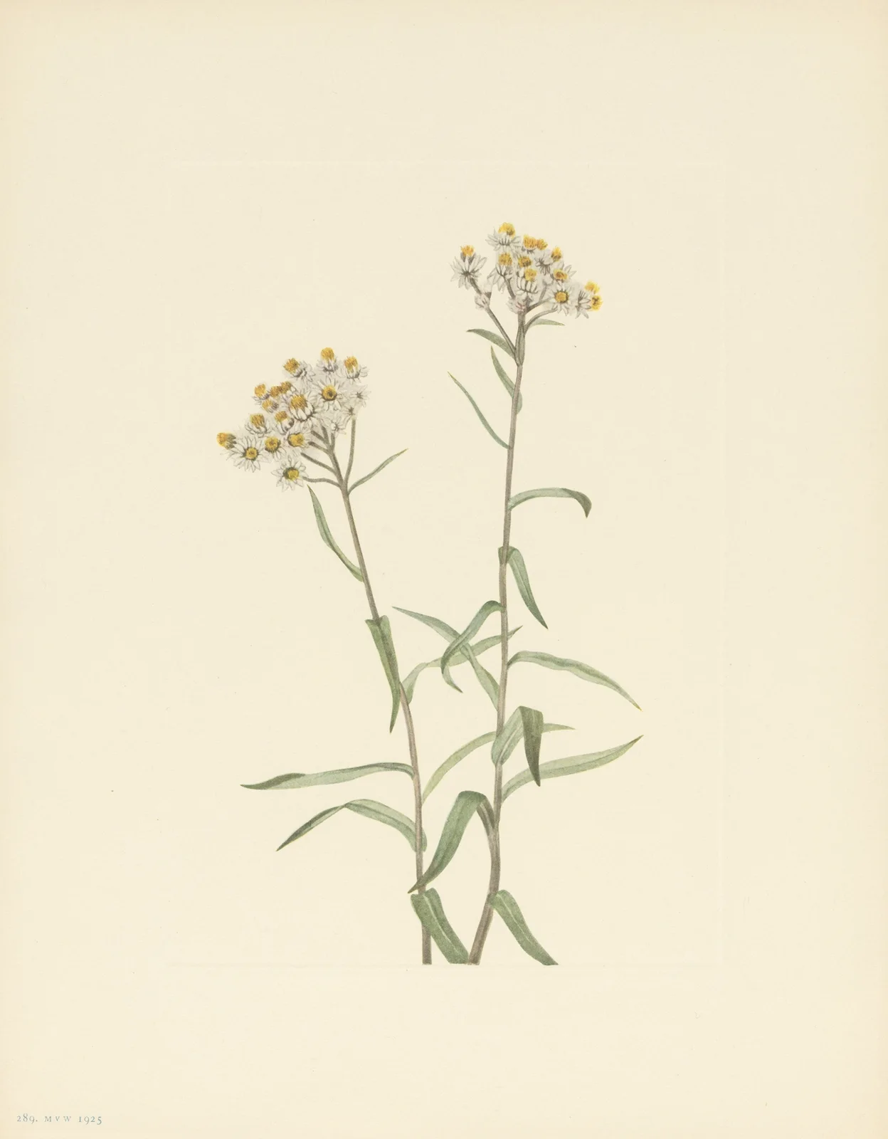 Pearl Everlasting (Anaphalis margaritacea) av Mary Vaux Walcott