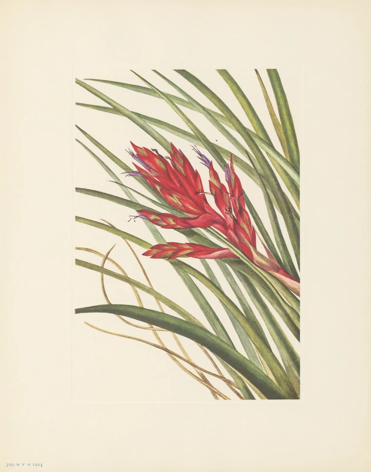 Quill-leaf Tillandsia (Tillandsia fasciculata) av Mary Vaux Walcott