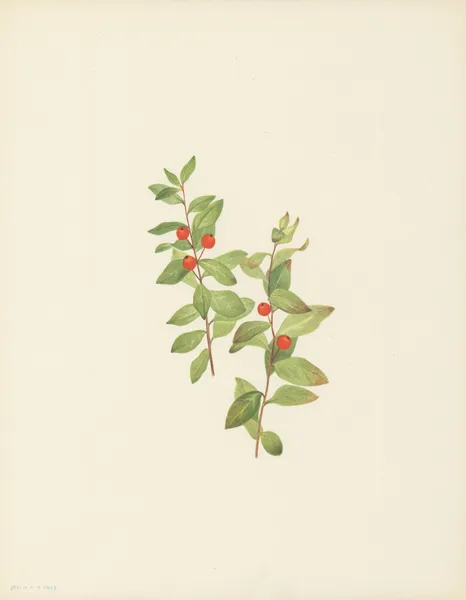 Red Comandra (Comandra livida) av Mary Vaux Walcott