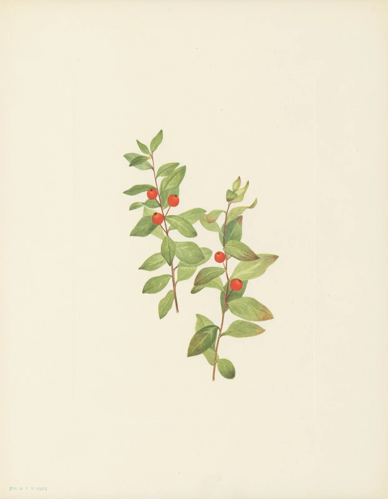 Red Comandra (Comandra livida) av Mary Vaux Walcott