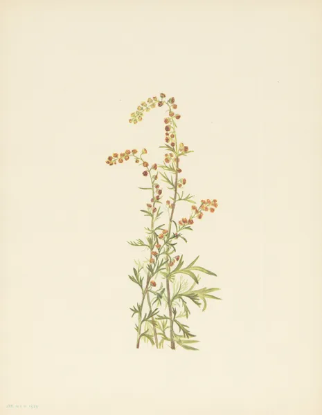 Rock Wormwood (Artemisia discolor) av Mary Vaux Walcott