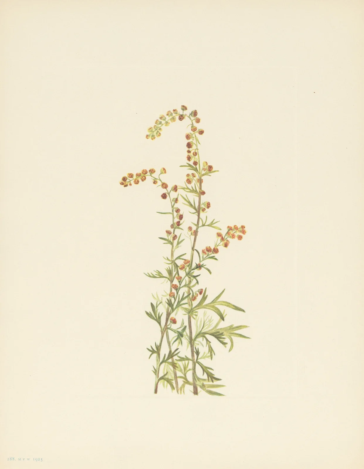 Rock Wormwood (Artemisia discolor) av Mary Vaux Walcott