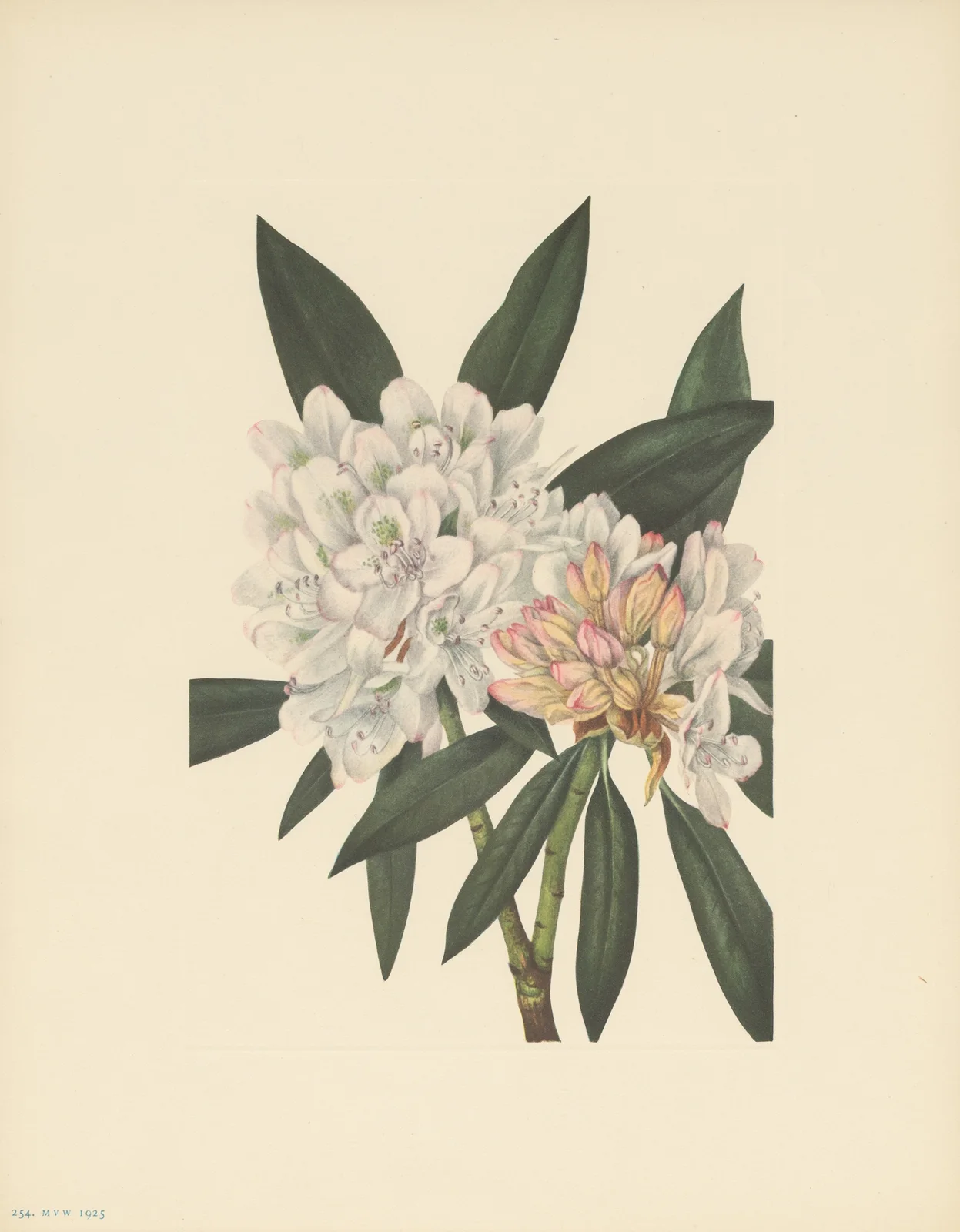 Rosebay Rhododendron (Rhododendron maximum) av Mary Vaux Walcott