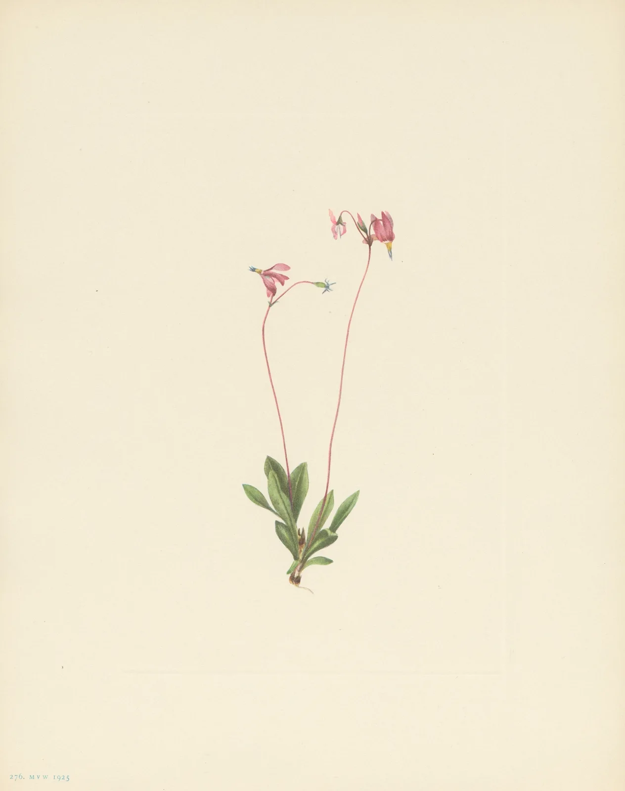 Slender Shootingstar (Dodecatheon pauciflorum) av Mary Vaux Walcott