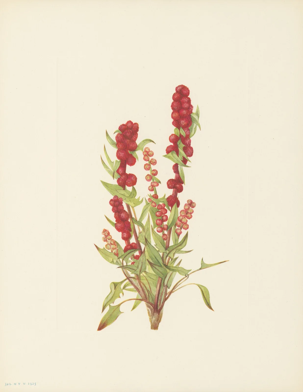Strawberry-blite (Chenopodium capitatum) av Mary Vaux Walcott
