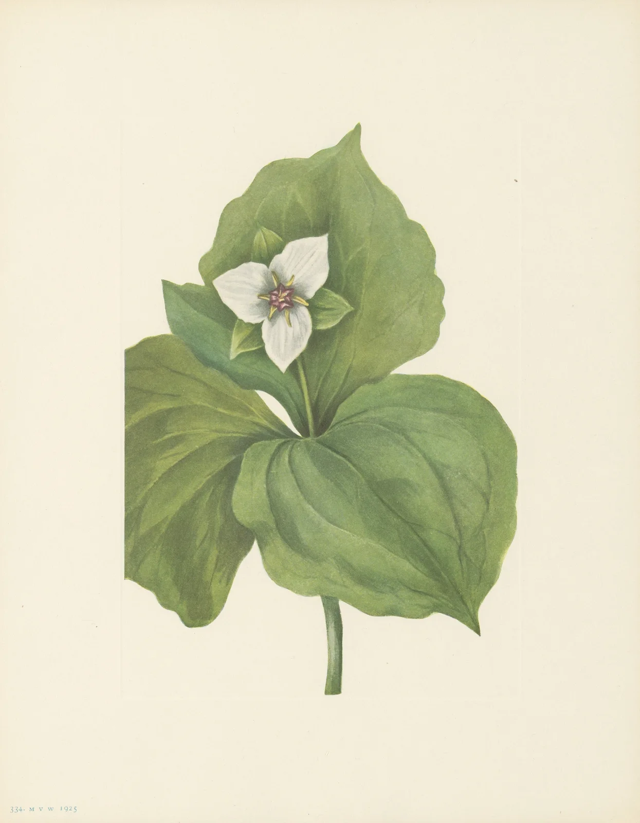 Wax Trillium (Trillium album) av Mary Vaux Walcott