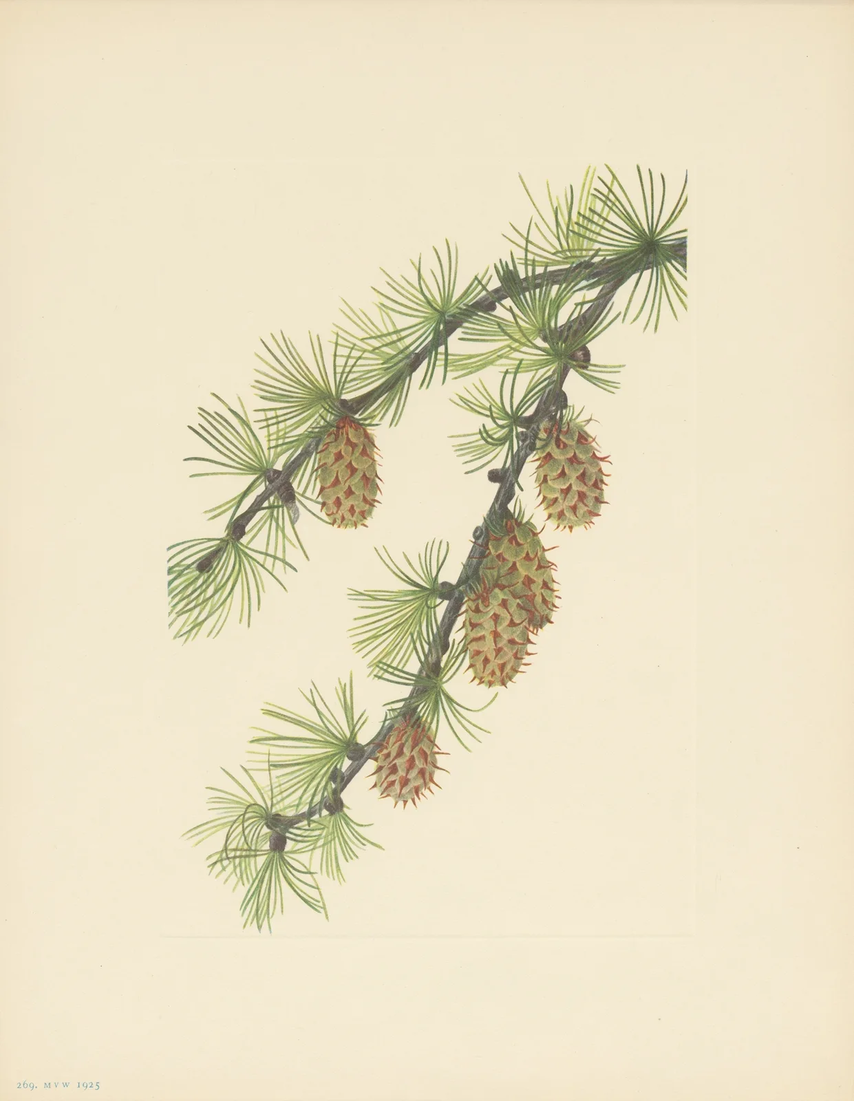 Western Larch (Larix occidentalis) av Mary Vaux Walcott