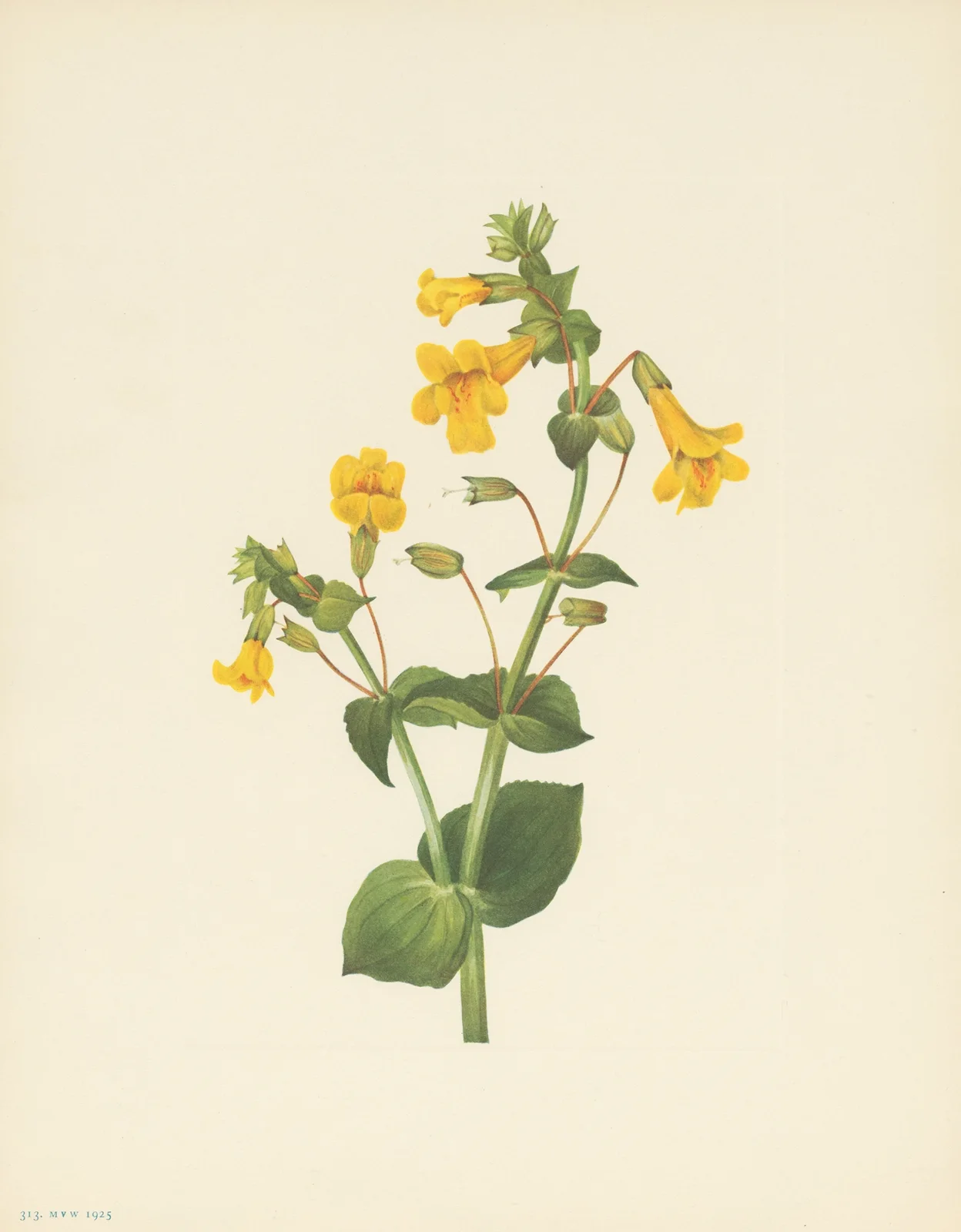 Western Monkeyflower (Mimulus guttatus) av Mary Vaux Walcott