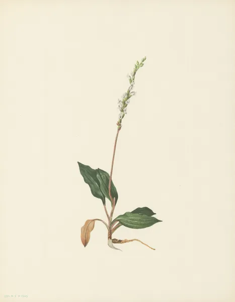 Western Rattlesnakeplantain (Peramium decipiens) av Mary Vaux Walcott