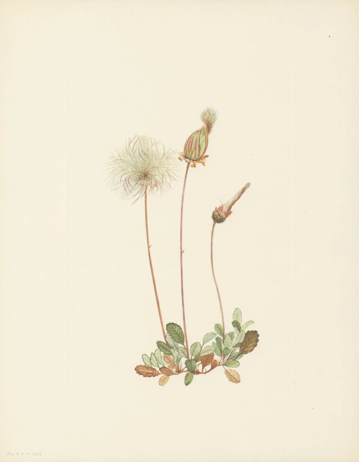 Yellow Dryad (fruit) (Dryas drummondii) av Mary Vaux Walcott