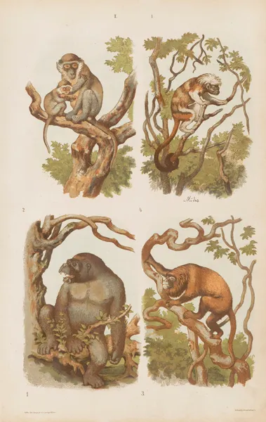 Wielki atlas do zoologii, botaniki i mineralogii Pl.001 av Gustav von Hayek