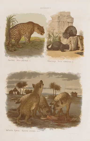 Wielki atlas do zoologii, botaniki i mineralogii Pl.006 av Gustav von Hayek