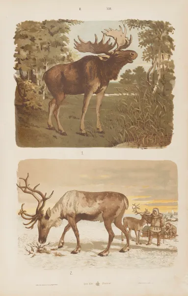 Wielki atlas do zoologii, botaniki i mineralogii Pl.013 av Gustav von Hayek