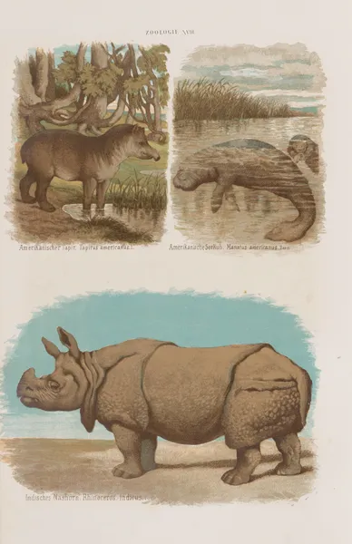 Wielki atlas do zoologii, botaniki i mineralogii Pl.018 av Gustav von Hayek