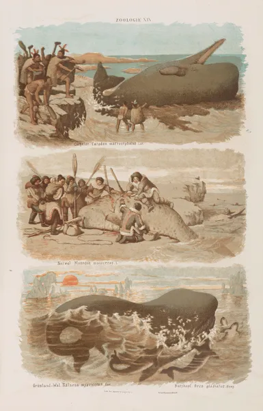 Wielki atlas do zoologii, botaniki i mineralogii Pl.019 av Gustav von Hayek