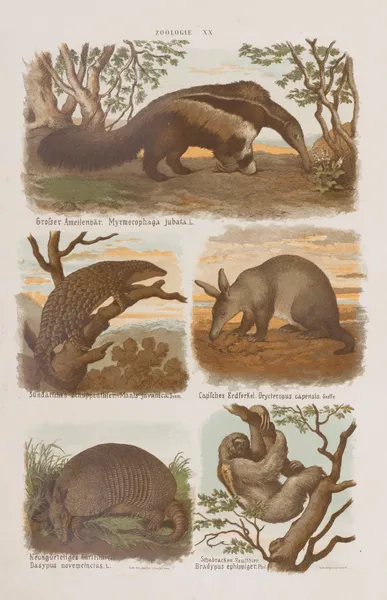 Wielki atlas do zoologii, botaniki i mineralogii Pl.020 av Gustav von Hayek