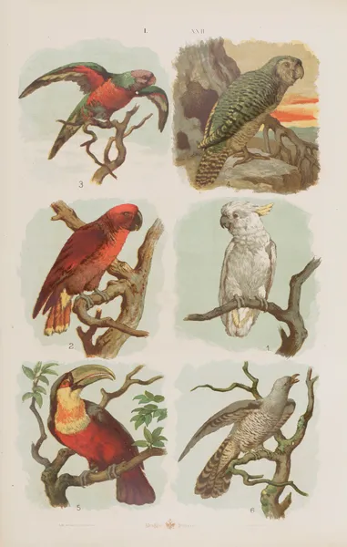 Wielki atlas do zoologii, botaniki i mineralogii Pl.022 av Gustav von Hayek