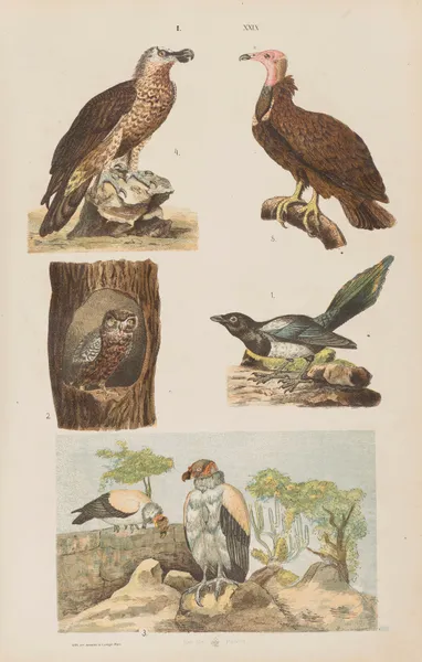 Wielki atlas do zoologii, botaniki i mineralogii Pl.029 av Gustav von Hayek
