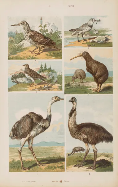 Wielki atlas do zoologii, botaniki i mineralogii Pl.033 av Gustav von Hayek