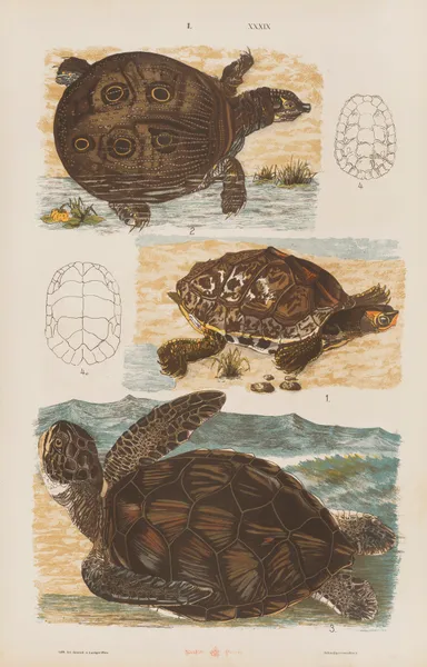Wielki atlas do zoologii, botaniki i mineralogii Pl.039 av Gustav von Hayek