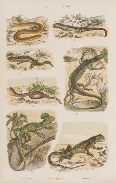 Wielki atlas do zoologii, botaniki i mineralogii Pl.042 av Gustav von Hayek