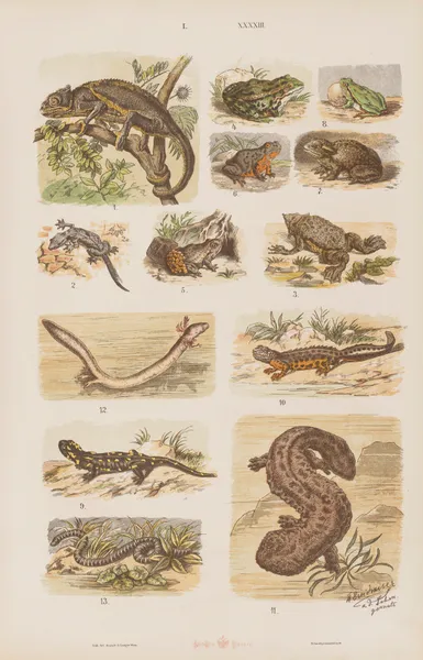 Wielki atlas do zoologii, botaniki i mineralogii Pl.043 av Gustav von Hayek