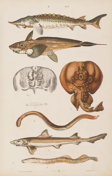 Wielki atlas do zoologii, botaniki i mineralogii Pl.049 av Gustav von Hayek