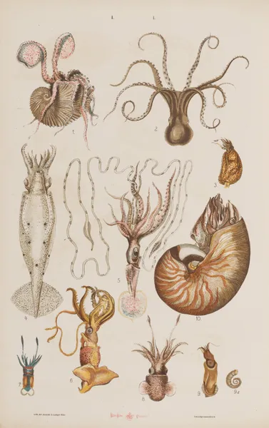 Wielki atlas do zoologii, botaniki i mineralogii Pl.050 av Gustav von Hayek