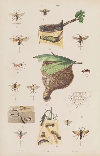Wielki atlas do zoologii, botaniki i mineralogii Pl.058 av Gustav von Hayek