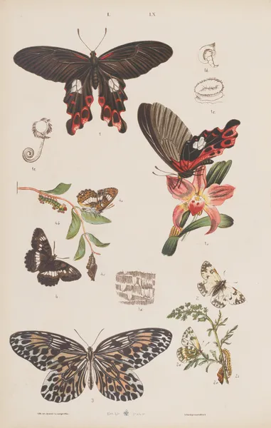 Wielki atlas do zoologii, botaniki i mineralogii Pl.060 av Gustav von Hayek