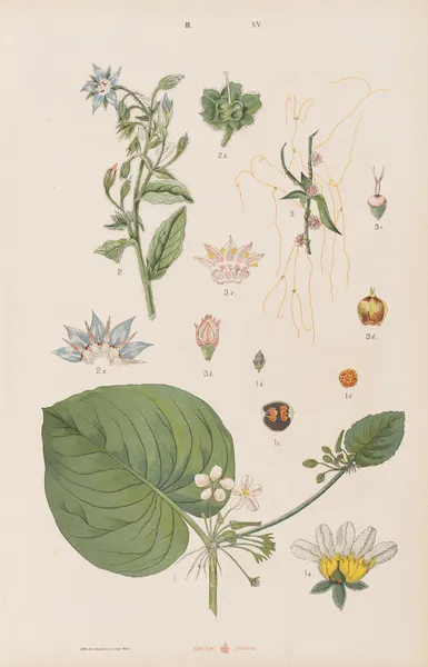 Wielki atlas do zoologii, botaniki i mineralogii Pl.087 av Gustav von Hayek