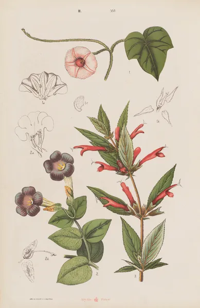 Wielki atlas do zoologii, botaniki i mineralogii Pl.088 av Gustav von Hayek