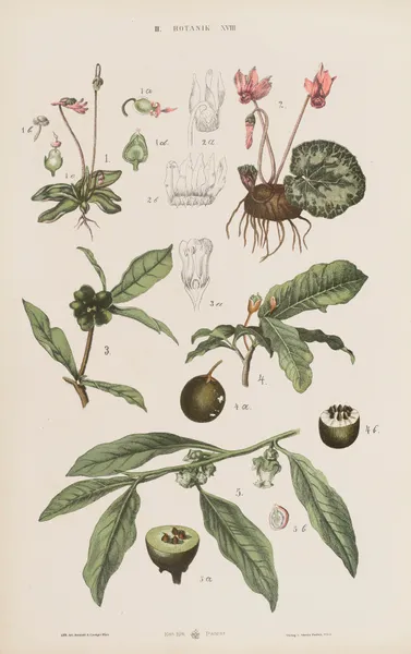 Wielki atlas do zoologii, botaniki i mineralogii Pl.090 av Gustav von Hayek