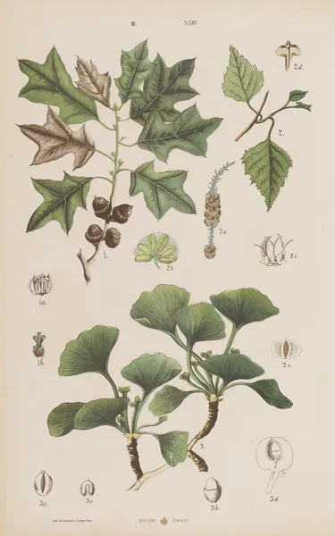 Wielki atlas do zoologii, botaniki i mineralogii Pl.096 av Gustav von Hayek