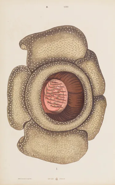 Wielki atlas do zoologii, botaniki i mineralogii Pl.098 av Gustav von Hayek