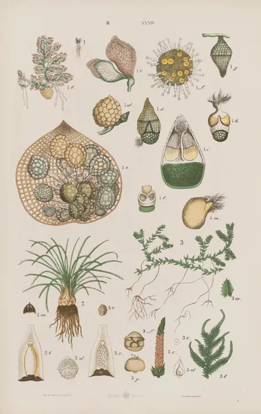 Wielki atlas do zoologii, botaniki i mineralogii Pl.106 av Gustav von Hayek