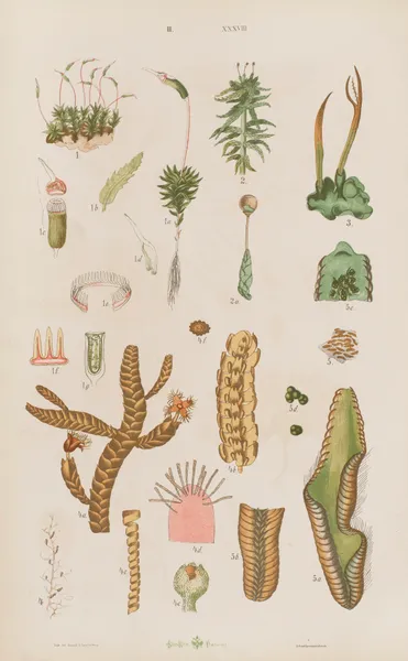 Wielki atlas do zoologii, botaniki i mineralogii Pl.110 av Gustav von Hayek