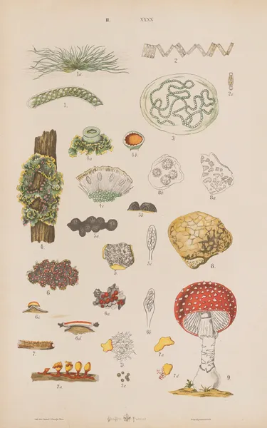 Wielki atlas do zoologii, botaniki i mineralogii Pl.112 av Gustav von Hayek