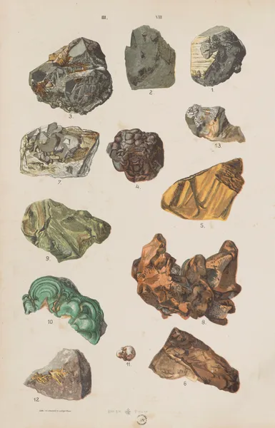 Wielki atlas do zoologii, botaniki i mineralogii Pl.120 av Gustav von Hayek