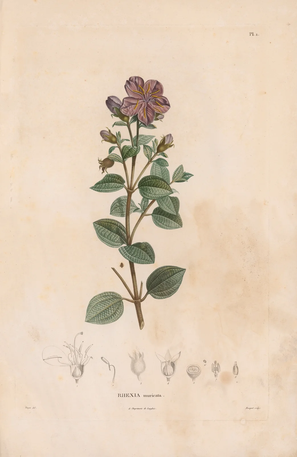 Botanique Pl.01 av Alexander von Humboldt
