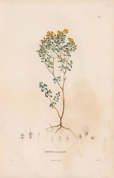 Botanique Pl.02 av Alexander von Humboldt