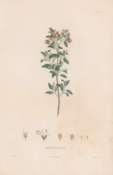 Botanique Pl.03 av Alexander von Humboldt