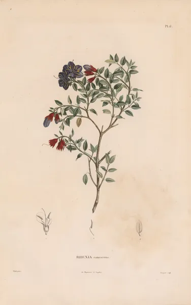 Botanique Pl.05 av Alexander von Humboldt