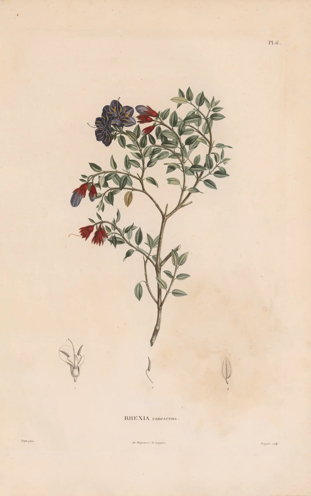 Botanique Pl.05 av Alexander von Humboldt